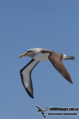 Buller's Albatross 8117.jpg