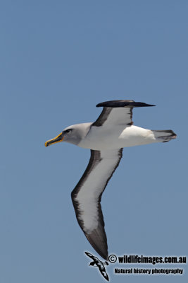 Buller's Albatross 8141.jpg