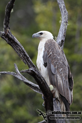 White-bellied Sea-Eagle a5748.jpg