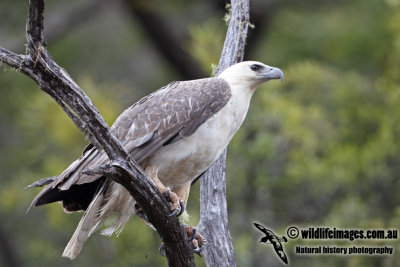 White-bellied Sea-Eagle a5770.jpg