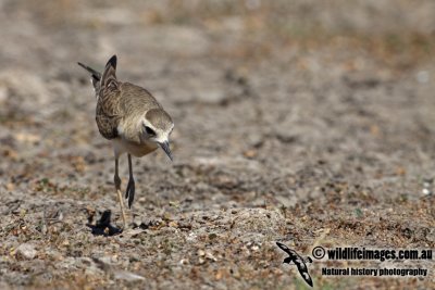 Oriental Plover a4369.jpg