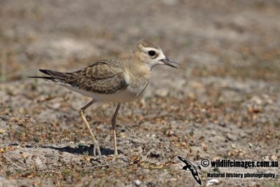 Oriental Plover a4377.jpg