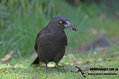 Black Currawong a5502.jpg