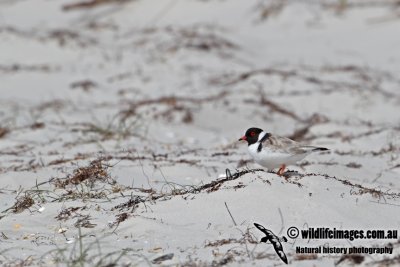 Hooded Plover a5171.jpg