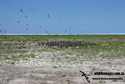 Sooty Tern 0826.jpg