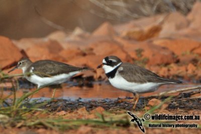 Semipalmated Plover 2760.jpg