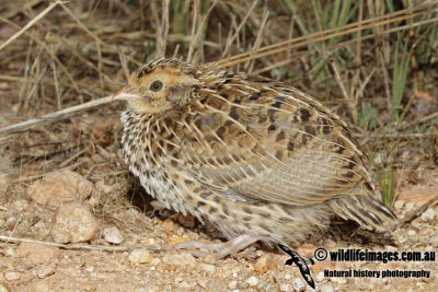 Stubble Quail 3863.jpg