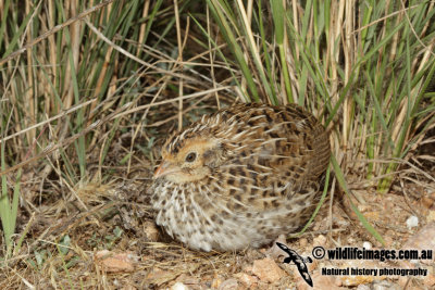 Stubble Quail 3870.jpg