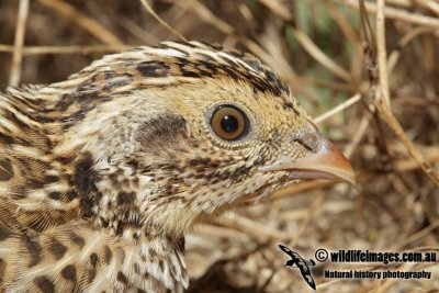 Stubble Quail 3937.jpg