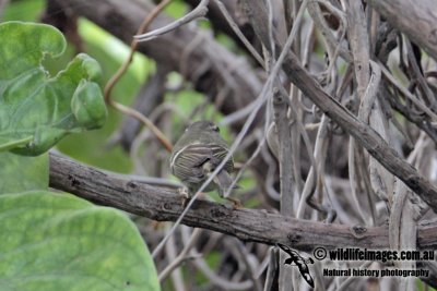 Yellow-browed Warbler 0006.jpg