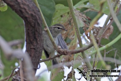 Yellow-browed Warbler 0064.jpg