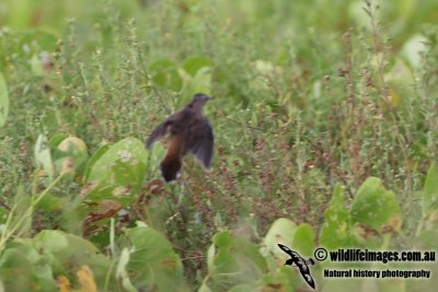 Pallas's Grasshopper Warbler 1062.jpg