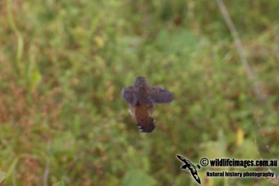 Pallas's Grasshopper Warbler 1077.jpg