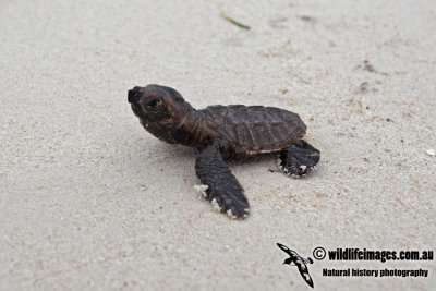 Eretmochelys imbricata 9937.jpg