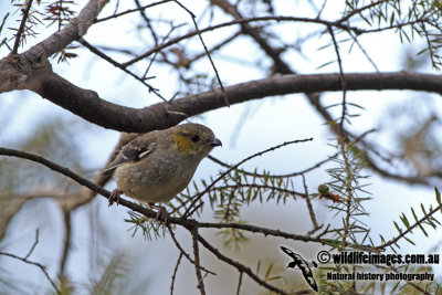 Forty-spotted Pardalote a6292.jpg