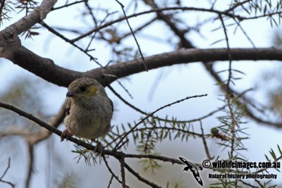 Forty-spotted Pardalote a6293.jpg
