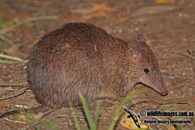 Southern Brown Bandicoot a7183.jpg