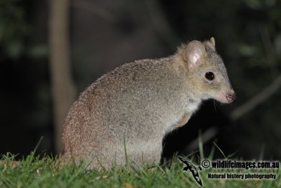 Southern Bettong