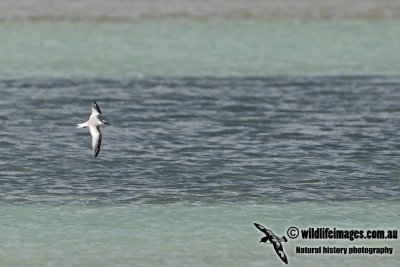 Saunder'sTern a7847.jpg