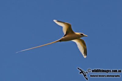 White-tailed Tropicbird a9950.jpg