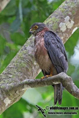 Christmas Island Goshawk a0522.jpg