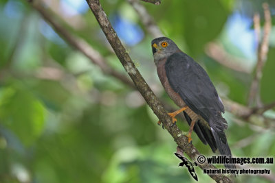 Christmas Island Goshawk a0964.jpg