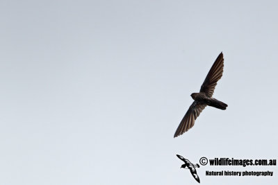 Linchi Swiftlet a1571.jpg