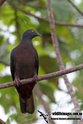 Christmas Island Imperial-Pigeon a0461.jpg