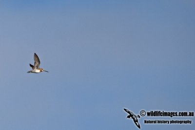 Pin-tailed Snipe a9134.jpg