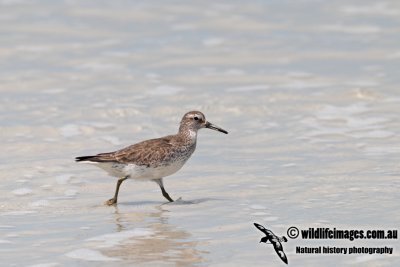 Red Knot a4130.jpg