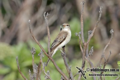 White-winged Triller 7481.jpg