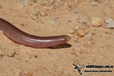 Ramphtyphlops proximus 3860.jpg