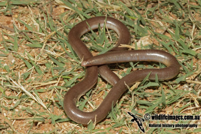 Ramphtyphlops proximus 4001.jpg