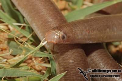 Blind snake - Ramphtyphlops proximus