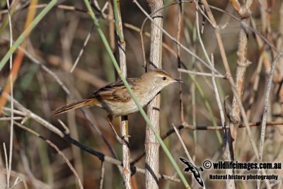 Little Grassbird 3816.jpg