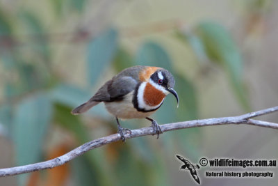 Western Spinebill 3198.jpg