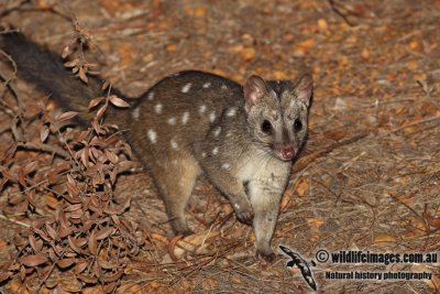 Western Quoll