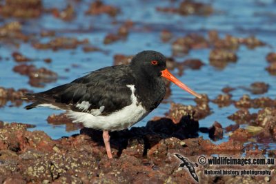 South Island Pied Oystercatcher 3753.jpg