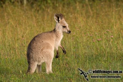 Eastern Grey Kangaroo K6743.jpg