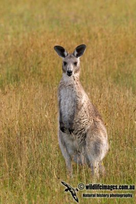 Eastern Grey Kangaroo K6751.jpg