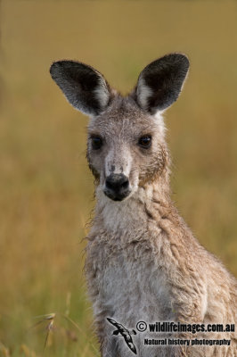 Eastern Grey Kangaroo K6764.jpg