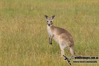 Eastern Grey Kangaroo K6771.jpg
