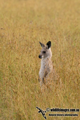 Eastern Grey Kangaroo K6781.jpg