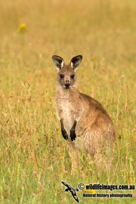 Eastern Grey Kangaroo K6791.jpg