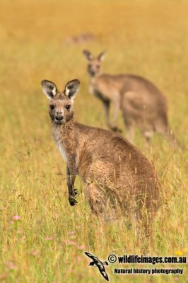 Eastern Grey Kangaroo K6793.jpg