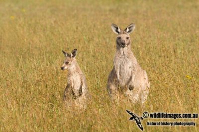 Eastern Grey Kangaroo K6811.jpg