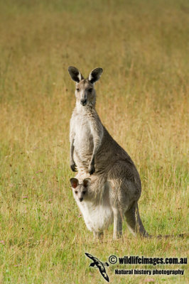 Eastern Grey Kangaroo K6819.jpg