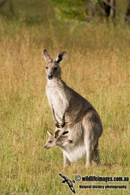 Eastern Grey Kangaroo K6821.jpg