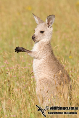 Eastern Grey Kangaroo K6847.jpg