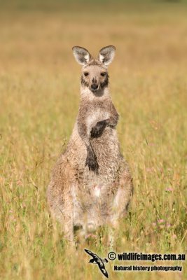 Eastern Grey Kangaroo K6853.jpg